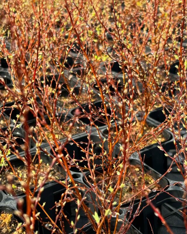 【シクラメン】星野民藝１ テーブル シクラメン】星野民藝1 テーブル シクラメン】星野民藝1 テーブル