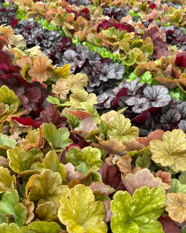 ホシノナーセリー - 群馬県昭和村の花き生産農家 自然開花のシクラメン