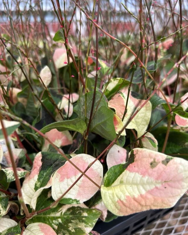 シクラメン】星野民藝5 椅子4 シクラメン】星野民藝5 椅子4