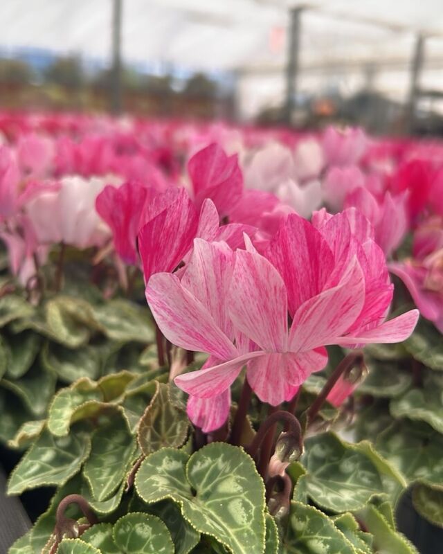 ホシノナーセリー - 群馬県昭和村の花き生産農家 自然開花の