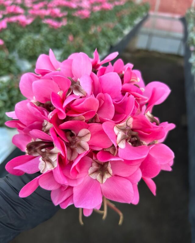 【シクラメン】星野民藝１ テーブル シクラメン】星野民藝1 テーブル シクラメン】星野民藝1