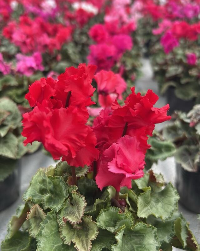 【シクラメン】星野民藝１ テーブル シクラメン】星野民藝1 テーブル シクラメン】星野民藝1