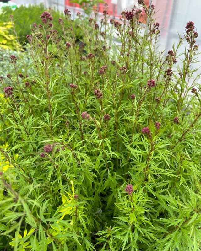 ホシノナーセリー - 群馬県昭和村の花き生産農家 自然開花の