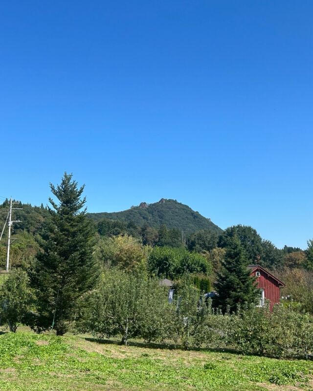 シクラメン】星野民藝1 テーブル ホシノナーセリー - 群馬県昭和村の